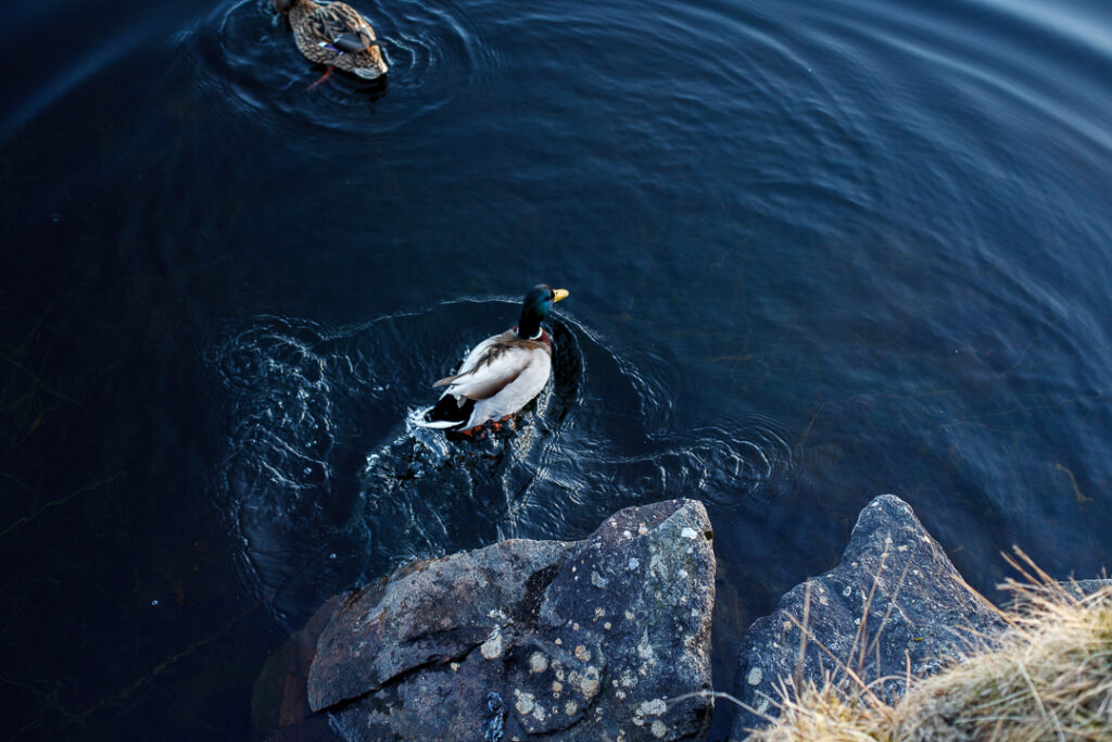 Bird jumping into water