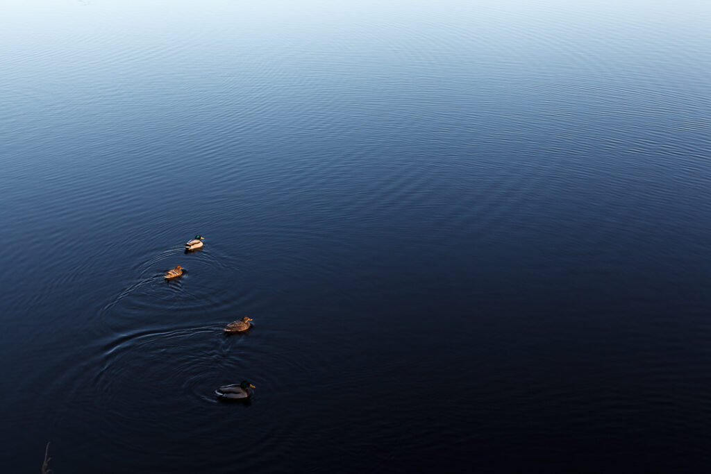 Birds swimming in water